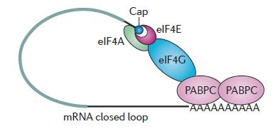 Mechanism of mirna-mediated gene silencing mrnas are competent for translation if they possess a 5 cap structure and a 3 -poly(a) tail mirnas could, in principle, either work by translational