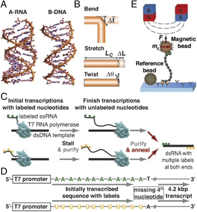 RNA double-strand structure RNA, like DNA, can form double helices held together by the pairing of complementary bases, and such helices are ubiquitous in functional RNAs.