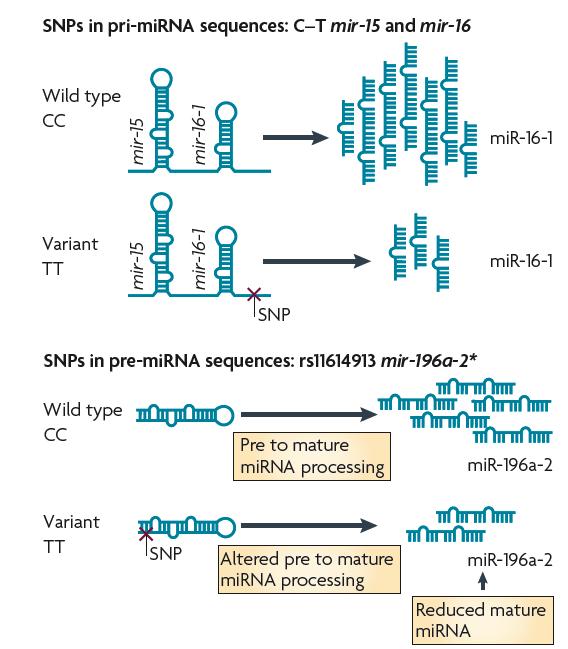 SNPs in pri-mirna and pre-mirna sequences SNPs can occur in the pri-mirna and pre-mirna strands.