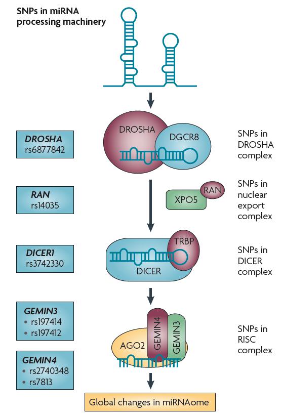 SnPs in mirna processing machinery SNPs can also occur within the processing machinery.