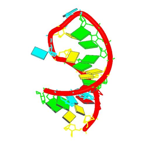 Structure of single-stranded RNA Also single stranded RNA molecules frequently adopt a specific tertiary
