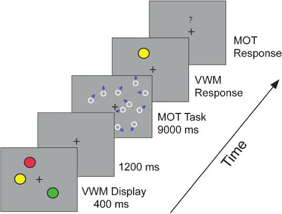 Daryl Fougnie and René Marois Fig. 1. Trial design for the dual-task condition of Experiment 1, which involved a visual working memory (VWM) task and a multiple object tracking (MOT) task.