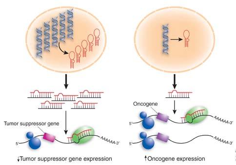 MicroRNA in cancer microrna regulate cell proliferation, apoptosis and differentiation processed of importance in cancer initiation and development microrna