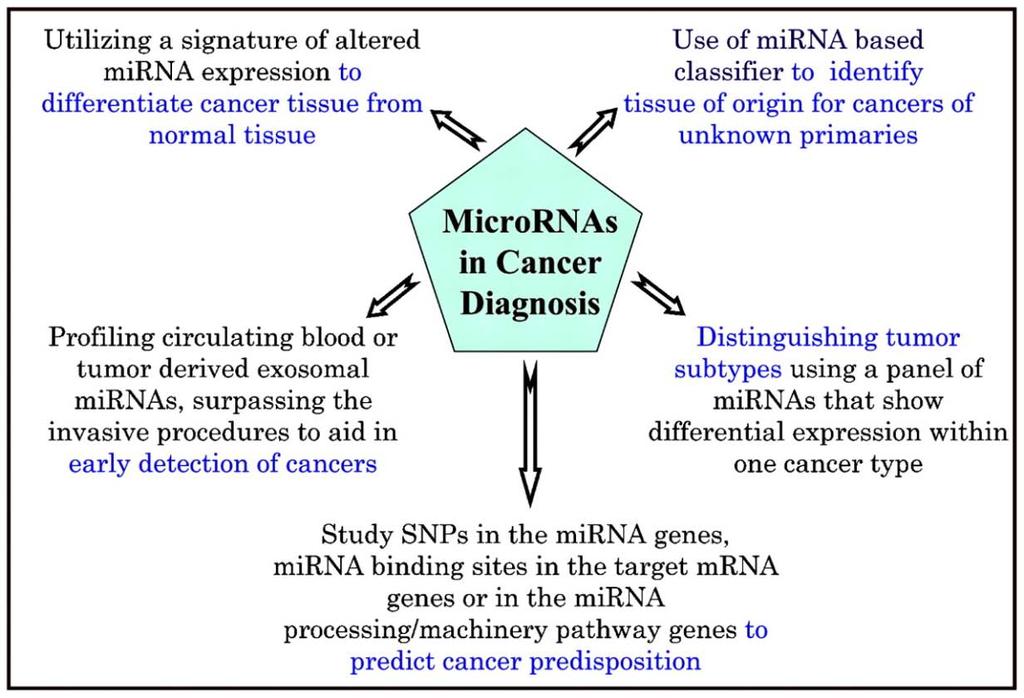 MicroRNA as diagnostic cancer tools Since microrna expression is often deregulated in cancer, robust quantification may offer new diagnostic tools FEBS