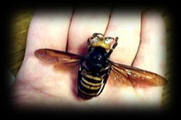 AIMS: For children to know how to minimise their risk of being stung, and what to do if they are. 1. Which is which?