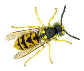 Ask children if they know any other facts about bees, wasps or hornets. Wasps evolved in the Jurassic period as predators. They are aggressive because they sting other insects to kill and eat them.