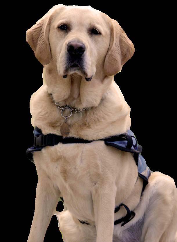 Irish Guide Dogs Assistance Dog Programme will be open to applications from