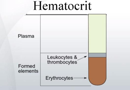 This is a schematic depiction of how hematocrit is measured, basically an anticoagulated specimen is centrifuged and the length occupied by the cellular component (packed RBCs, platelets and WBCs) is