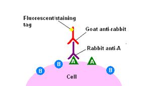 fixation deparaffinization antigen retrieval antibody
