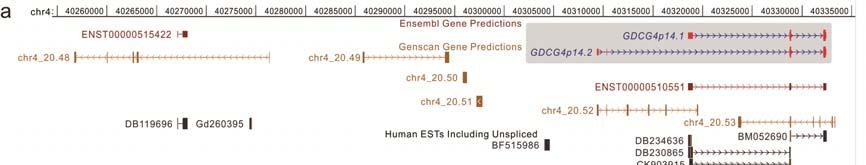 Supplementary Figure 8 Schematic structure of the GDCG4p14 gene based on human reference sequence (GRCh37). (a) Inspection of the UCSC Genome Browser (http://genome.ucsc.