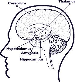 The diencephalon, which is also located beneath the cerebral hemispheres, contains the thalamus and hypothalamus. The thalamus is involved in sensory perception and regulation of motor functions (i.e., movement).