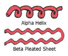 Using the folding map as a guide, add the red bands to mark the beginning and end of the alpha helices.