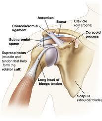 ACROMIAL Point of shoulder