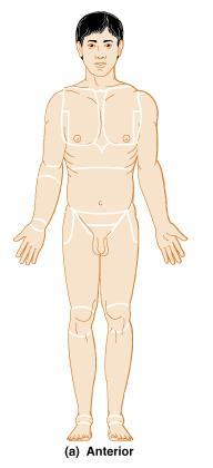 Anatomical Position Body erect, feet slightly apart,