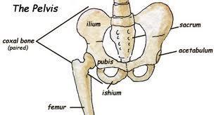 Coxal Hip