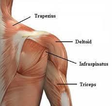 Deltoid Curve of