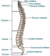 Vertebral Area of Spine (AKA
