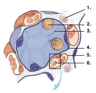 Alveoli surrounded by Capillaries Tissue Cell Alveolar Macrophage