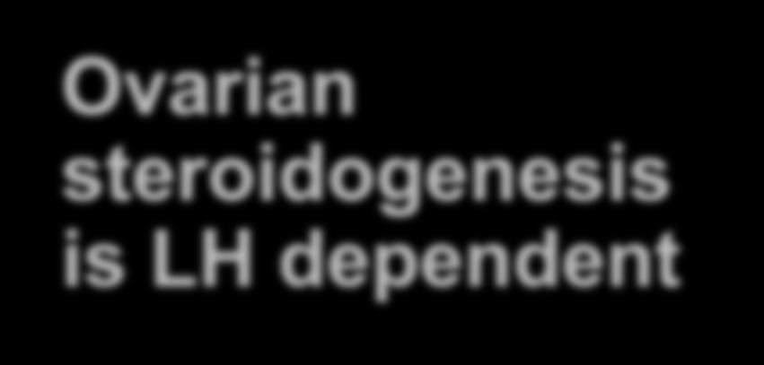 Ovarian steroidogenesis is LH dependent LH receptors are present in ovarian theca and granulosa cells.
