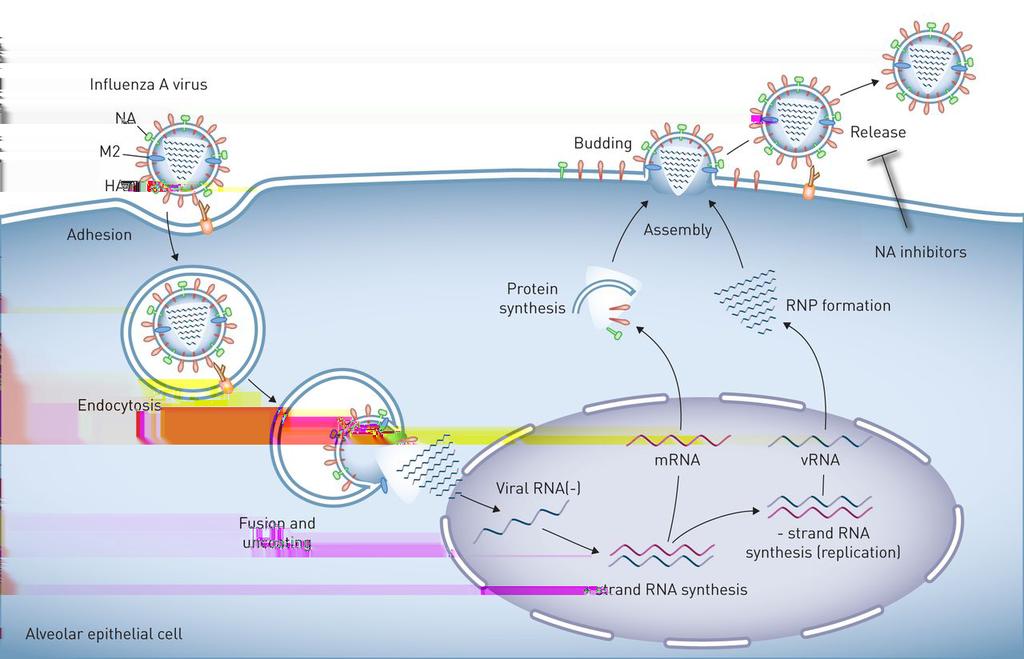 1.1 Influenza viral entry and replication 3 Figure 1.2: Schematic representation of the influenza replication cycle. Reproduced with permission of the ERS 2015. 9 1.