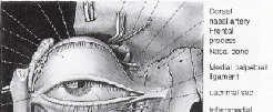 Inferior Oblique Jay Yohendran Registrar Ocular Motility Clinic RVEEH 11 December 2007 Summary Basic anatomy Anatomical variations Neurofibrovascular bundle of IO Imaging of IO Basic 37mm in length