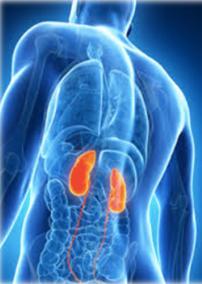 KIDNEY INJURIES: The kidneys are a solid organ situated in the RUQ and LUQ.