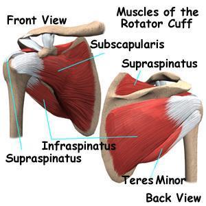 It is formed of 4 muscles: Supraspinatus, Infraspinatus,