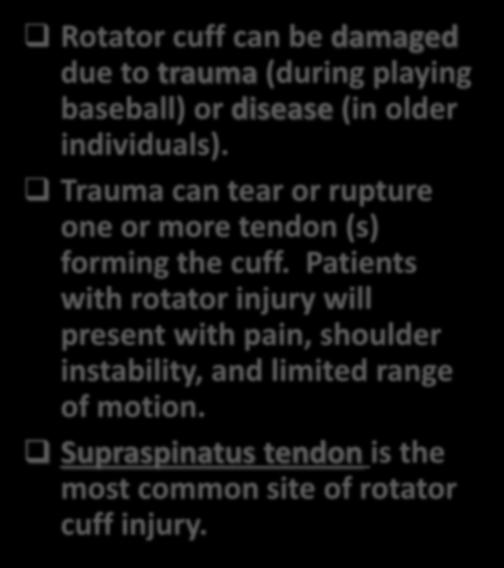 Rotator cuff can be damaged due to trauma (during playing baseball) or disease (in