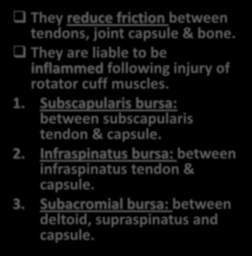 injury of rotator cuff muscles. 1.