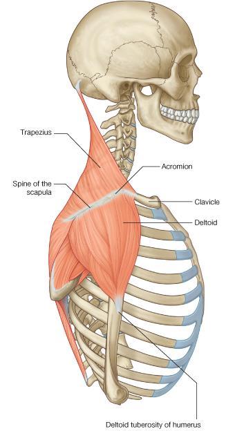 Insertion: deltoid tuberosity of humerus. Nerve supply: axillary nerve. Actions: 1.