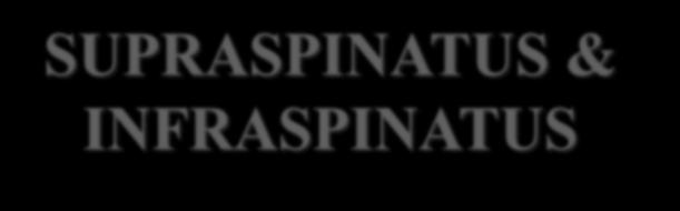 SUPRASPINATUS & INFRASPINATUS Origin: 1. Supraspinatus: supraspinous fossa.