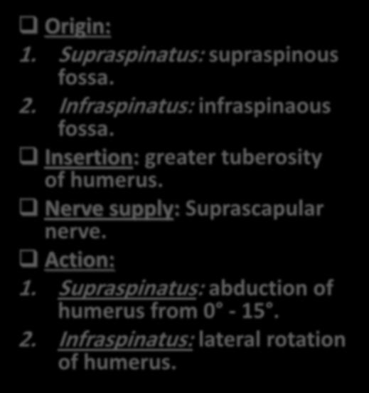 Insertion: greater tuberosity of humerus.