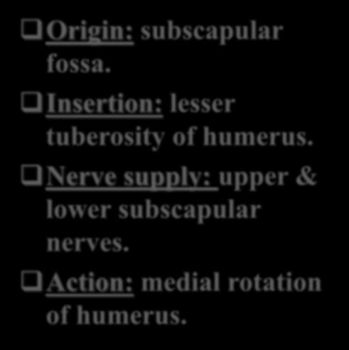 SUBSCAPULARIS Origin: subscapular fossa. Insertion: lesser tuberosity of humerus.