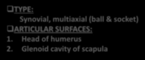 TYPE: Synovial, multiaxial (ball &