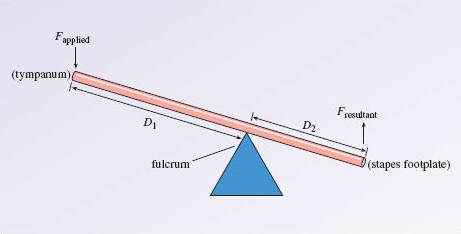 Figure 2 The lever action of the middle ear. The length of the malleus corresponds to D 1, the distance between the applied force and the fulcrum.
