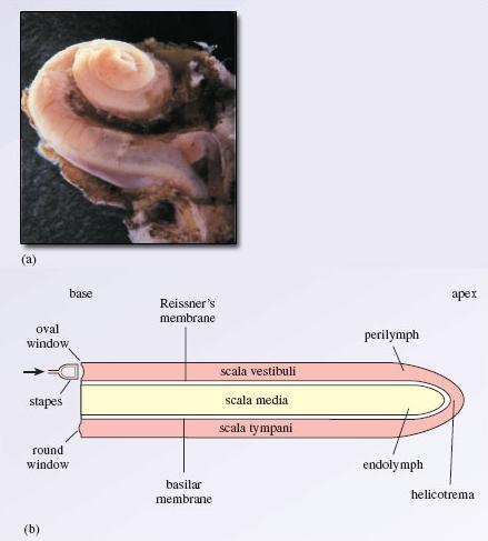 Figure 4(a): Picture by Mireille Lavigne-Rabillard, from Promenade around the cochlea, by R. Pujol, S. Blatrix, T.Pujol and V.