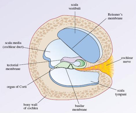 40); (b) diagrammatic representation of the three scalae of the cochlea (uncoiled) Figure 5 is a cross-section of the cochlea showing the three chambers which run along its length.