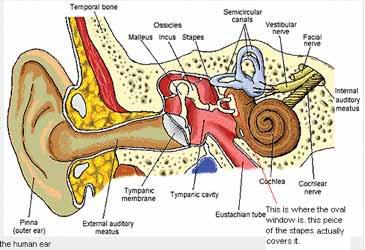 9. Wrap-up Activity: Show the students the picture of the ear below. Ask them if it looks familiar.