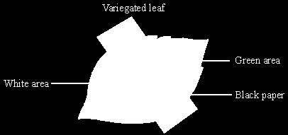 The leaf was left in a sunny place. They tested the leaf for starch. The results were compared with a leaf that was not covered.