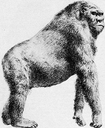 walked alongside early man. Gigantopithecus blackii, R F Zallinger The largest ape that walked on Earth was a prehistoric animal that weighed up to 540 kg.