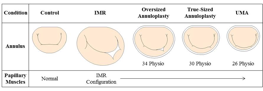Figure 5-25 Summary of experimental conditions progressing from control to ischemic mitral regurgitation (IMR), oversized mitral annuloplasty, true-sized mitral annuloplasty, and undersized mitral