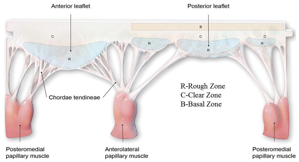 Figure 2-3 Rough, clear, and basal leaflet zones of the anterior and posterior mitral leaflets (modified from [39]).