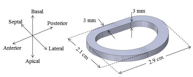 mitral annular sizes measured in a healthy ovine model (Figure 5-10) [41], while the ring s thickness was constrained to the dimensions of the miniature strain gages to be adhered to the ring s