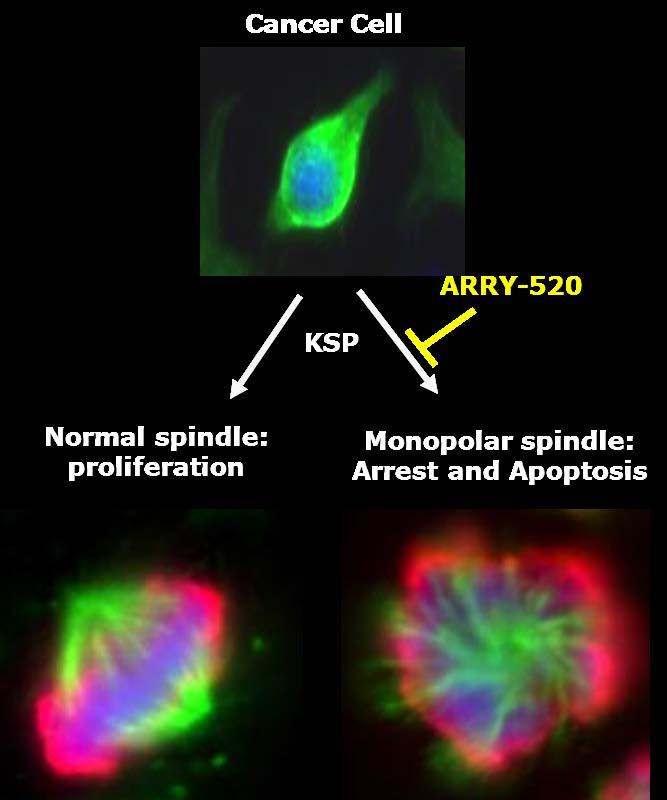 Background: Targeting Kinesin Spindle Protein Inhibition with ARRY-520 Kinesin spindle protein (KSP) is a