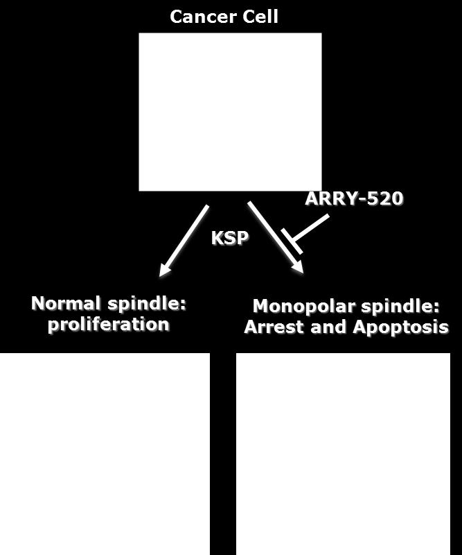 bipolar spindle, rapid apoptosis leading to cell death ARRY-520 is a highly selective allosteric KSP inhibitor