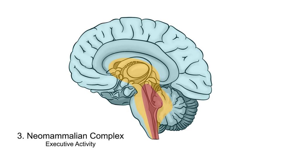 The Brain-based model The reptilian complex The paleomammallian complex The Neomamillian complex (neo