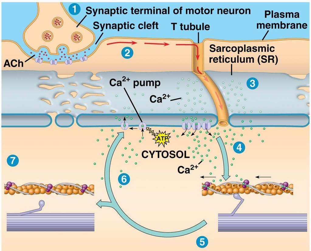 Neuromuscular Junction Skeletal muscle cell 1. How does the muscle get the signal to contract?