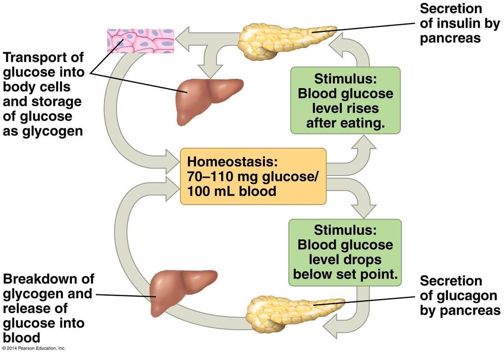 The opposing action of two hormones regulates blood glucose around a set-point.