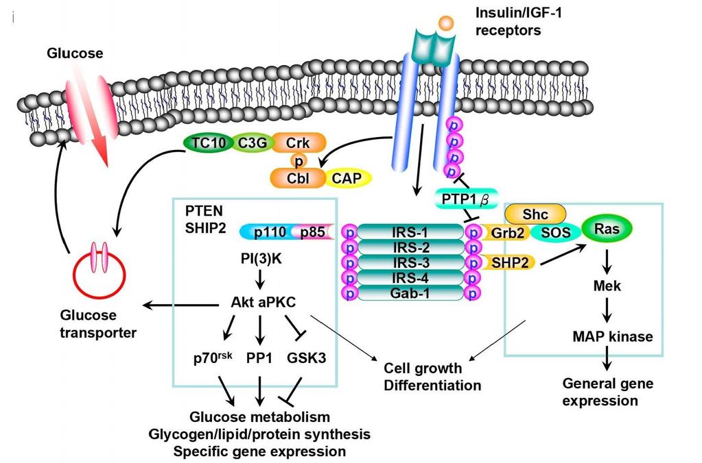 Insulin Signal-Transduction Pathway https://www.youtube.com/watch?v=fkkk5ltmbyq Response Receptor Insulin Relay molecules 1. Name the ligand/signaling molecule: insulin 2.