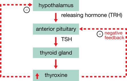 Explain why surgical removal of the thyroid gland results in an increase in TSH levels in the blood: The thyroid gland